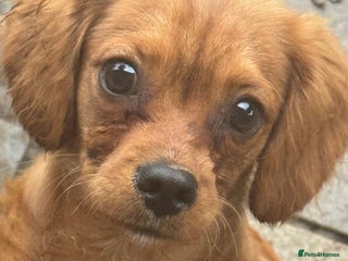 Cavapoochon dogs cavapoochon boy health tested parents - Advert 2