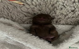 Pomeranian dogs for sale: 4 beautiful Russian toy Pom puppies - Image 3