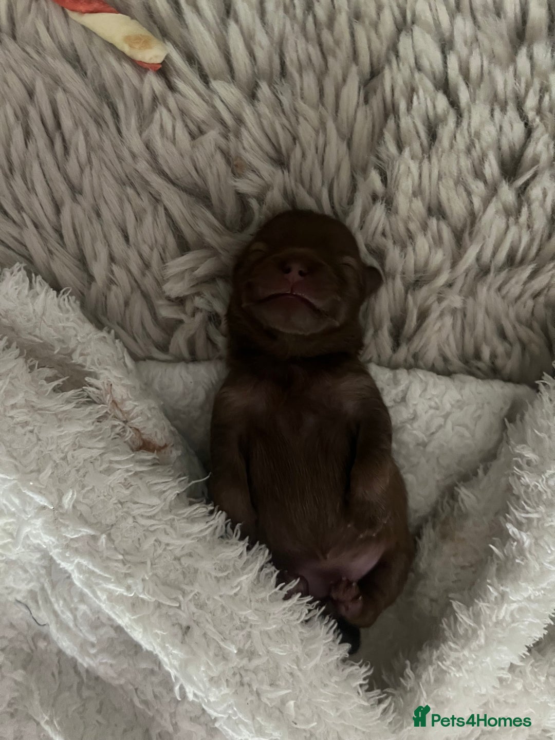 Pomeranian dogs for sale: 4 beautiful Russian toy Pom puppies - Image 3