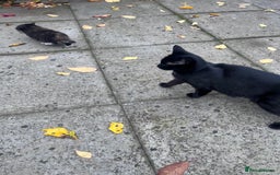 British Shorthair cats for sale: Cat and her kittens - Image 4