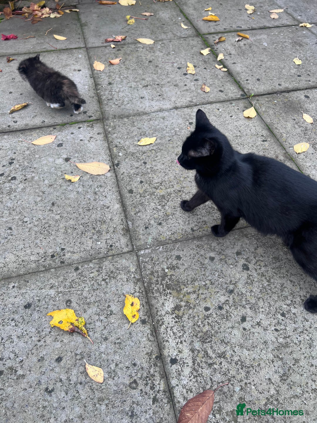 British Shorthair cats for sale: Cat and her kittens - Image 4