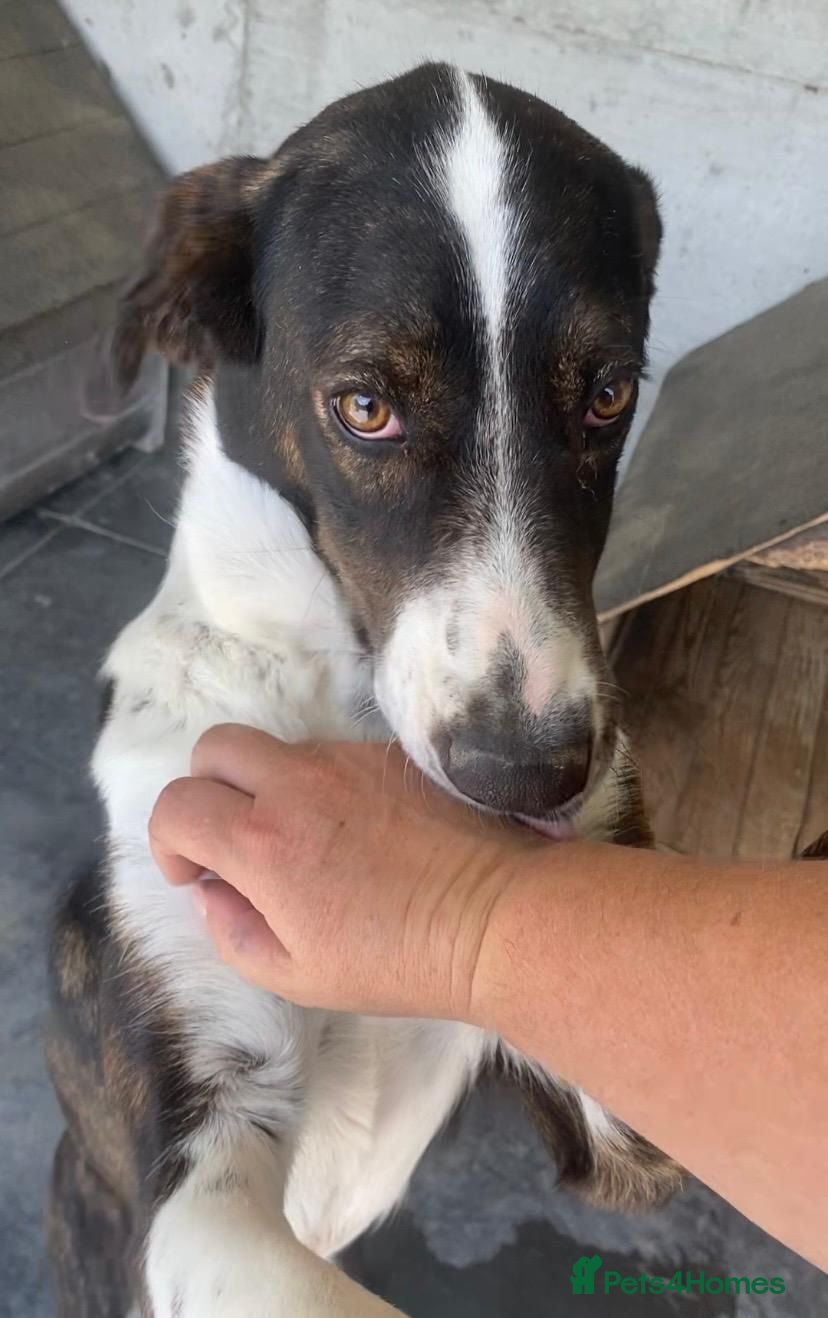 Mixed Breed dogs Elin, 2-3 yrs old. Available for adoption. - Advert 1