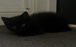 British Shorthair cats for sale: 2 brown kittens and 2 black  - Image 4