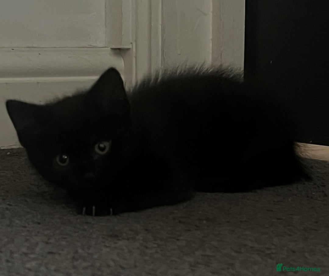British Shorthair cats for sale: 2 brown kittens and 2 black  - Image 4