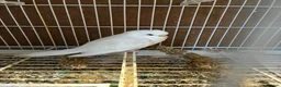 Budgerigars birds for sale: Baby budgies  - Advert 2