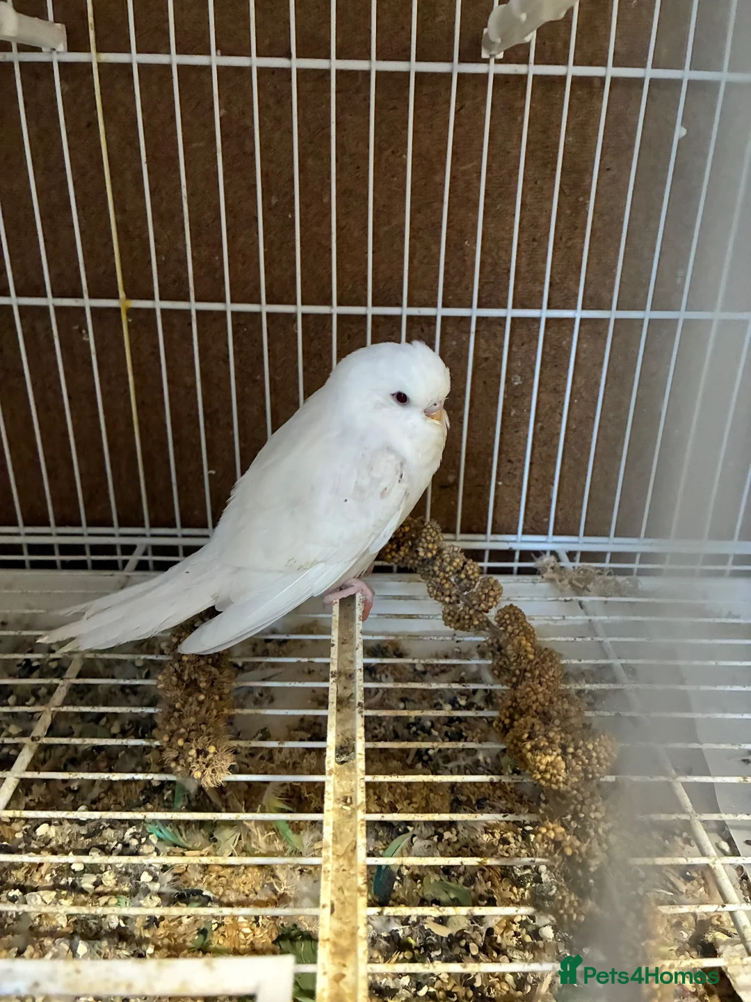 Budgerigars birds for sale: Baby budgies  - Advert 2