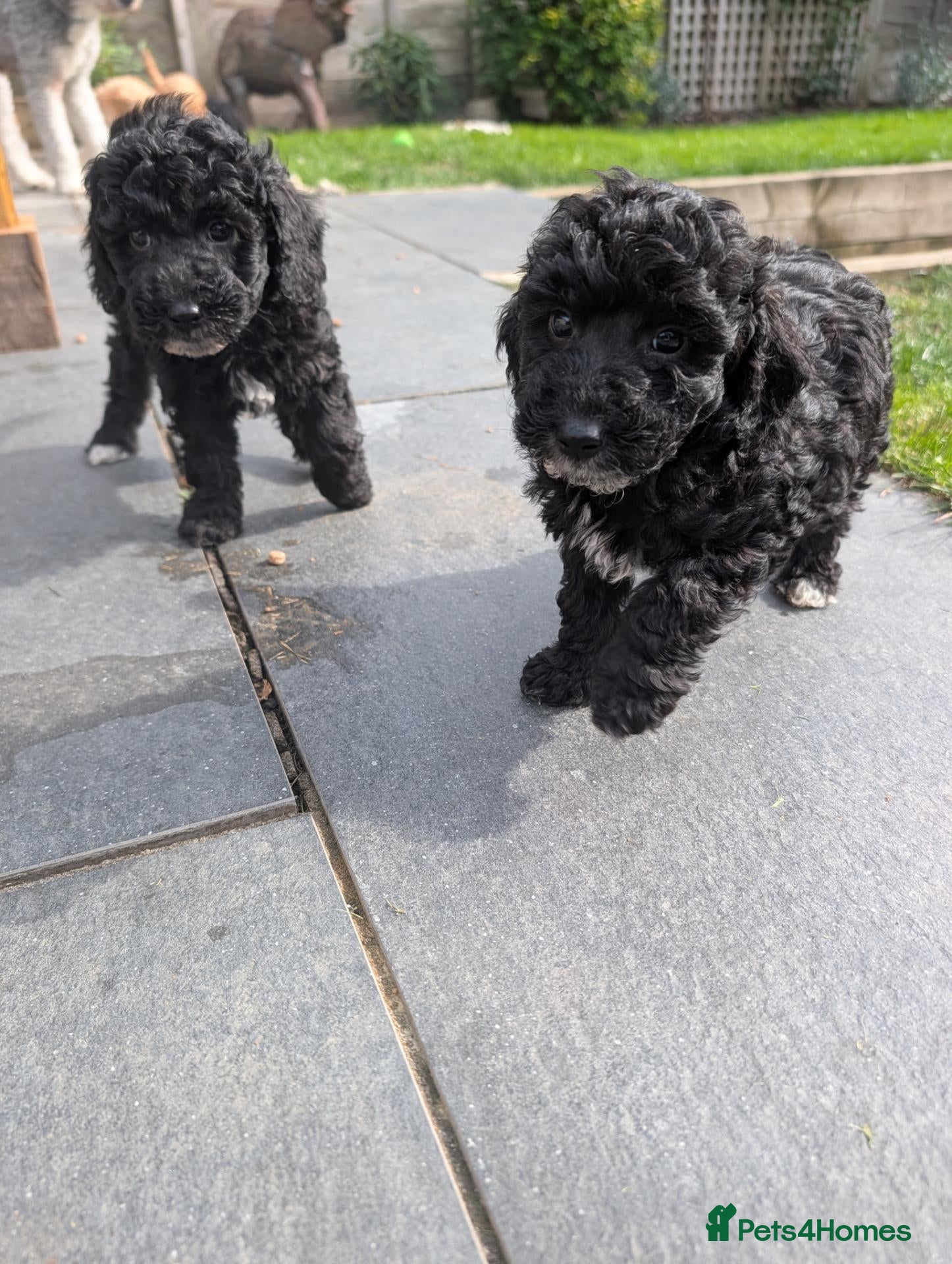 Sheepadoodle dogs Sheepadoddles Ready to Leave Now! - Advert 2
