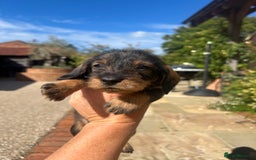 Dachshund dogs for sale: Standard Wire hair Pups available!! - Image 21