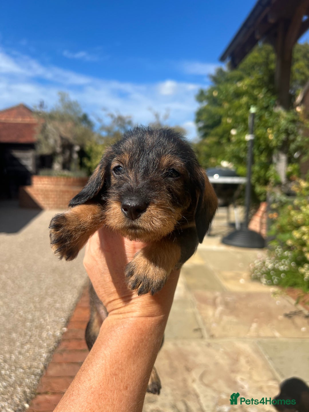 Dachshund dogs for sale: Standard Wire hair Pups available!! - Image 21