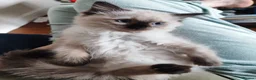 Ragdoll cats for sale: 💙Rare Seal Point Purebred Ragdoll Kitten💙  - Advert 2