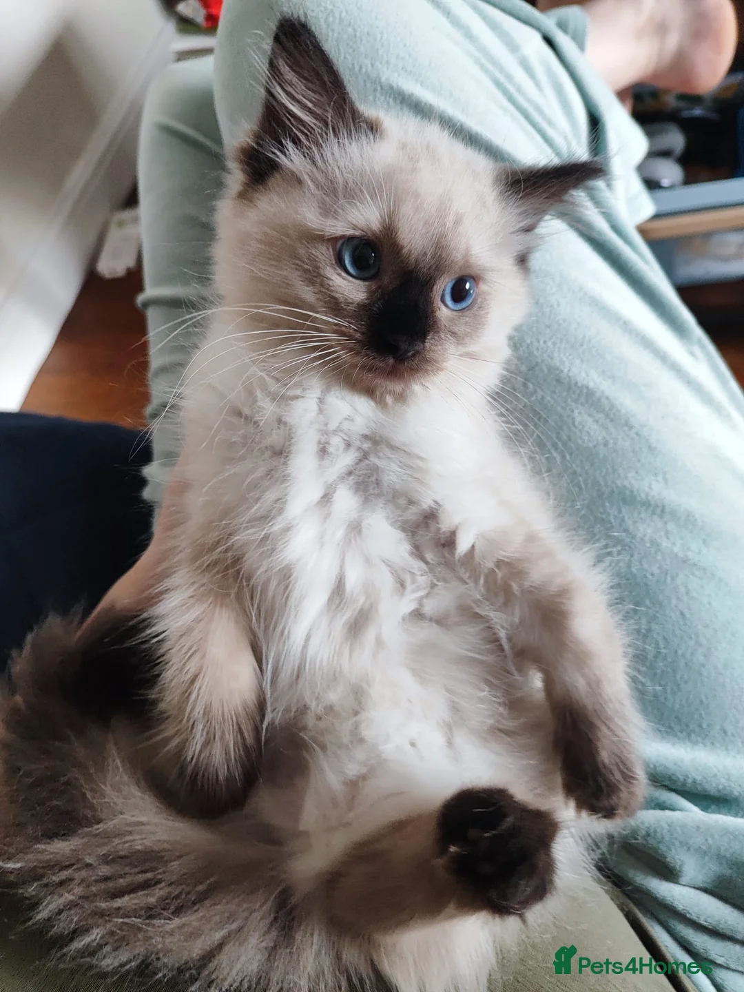 Ragdoll cats for sale: 💙Rare Seal Point Purebred Ragdoll Kitten💙  - Advert 2
