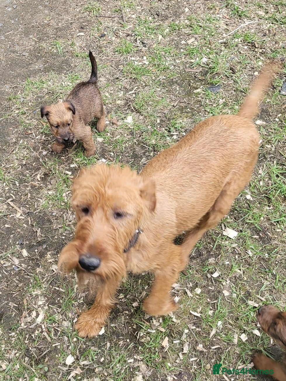 Irish Terrier dogs Irish terrier puppies for sale  - Advert 14