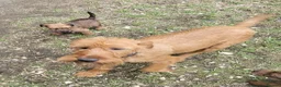 Irish Terrier dogs for sale: Irish terrier puppies for sale  - Advert 1