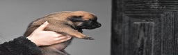 Belgian Shepherd Dog dogs for sale: Exclusive bloodlines  - Advert 9