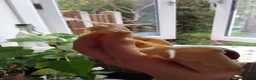 Snails invertebrates for sale: Baby giant African land snails in Worcester - Advert 7