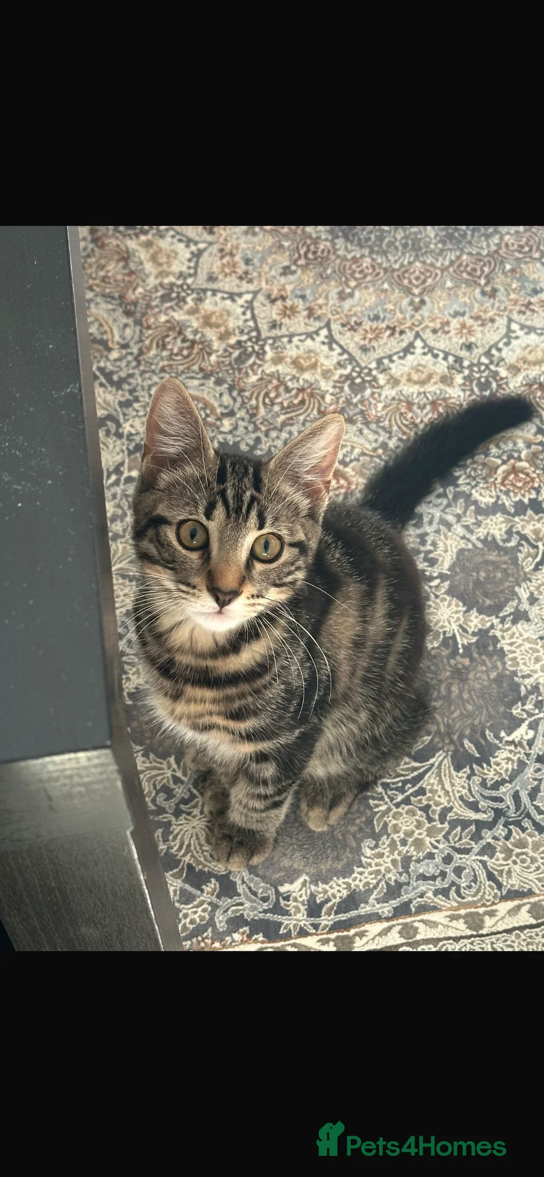 Domestic Shorthair cats for sale: Cat-lilo - Advert 2