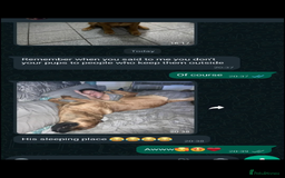 Mixed Breed dogs for sale: Rottweiler x Akita  mastiff pups - Advert 9