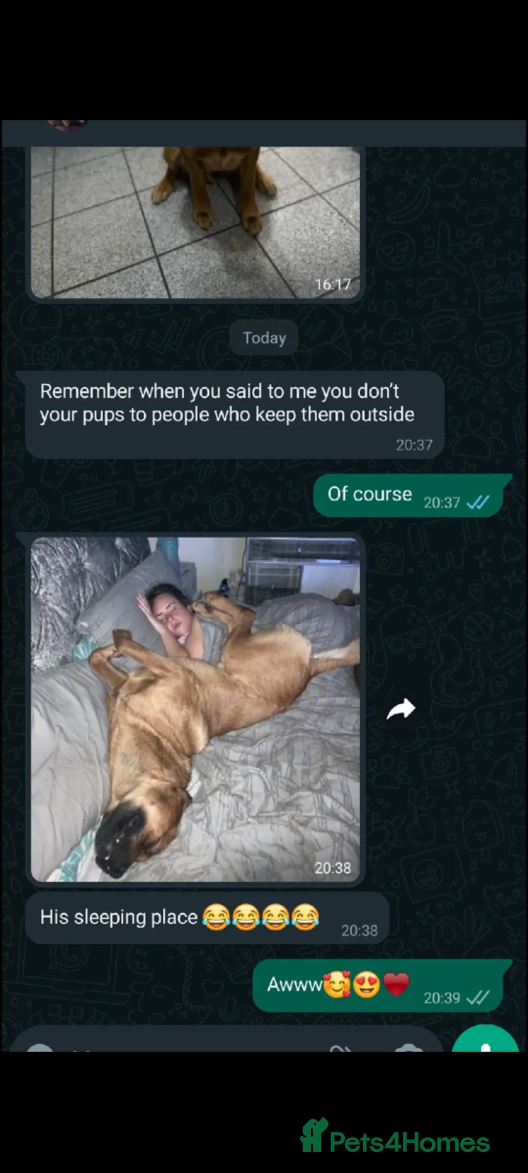 Mixed Breed dogs for sale: Rottweiler x Akita  mastiff pups - Advert 9