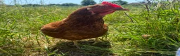Chickens poultry for sale: Organic Hy-line hens - Advert 3