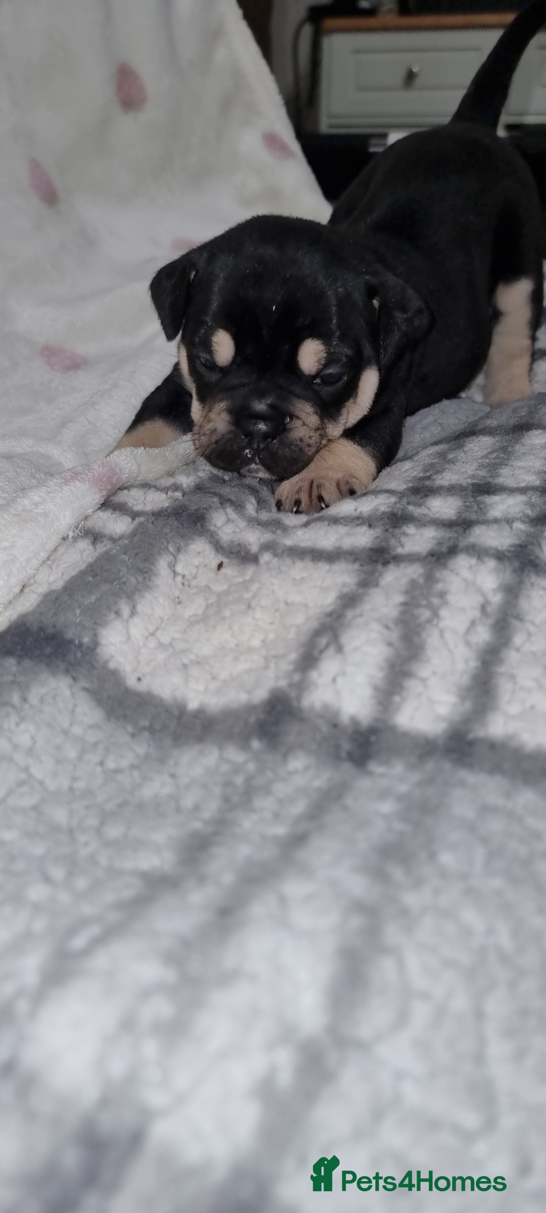 Olde English Bulldogge dogs for sale: Olde English bulldogge puppys - Advert 12