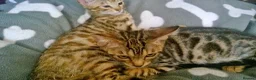 Mixed Breed cats for sale: Cute and Playful Kittens - Advert 9