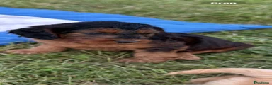 Cockapoo 3
