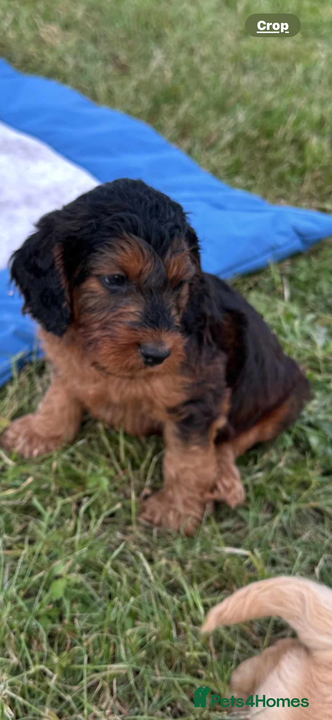 Cockapoo dogs for sale: F1 Cockapoos  - Advert 8