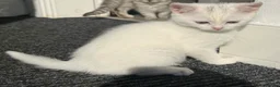 Mixed Breed cats for sale: Adorable kitten - Advert 3