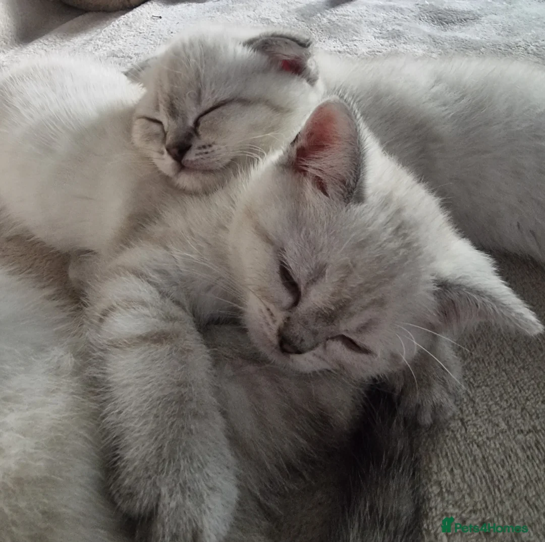 Scottish Fold cats for sale: Scottish Straight and Scottish Fold  - Advert 10