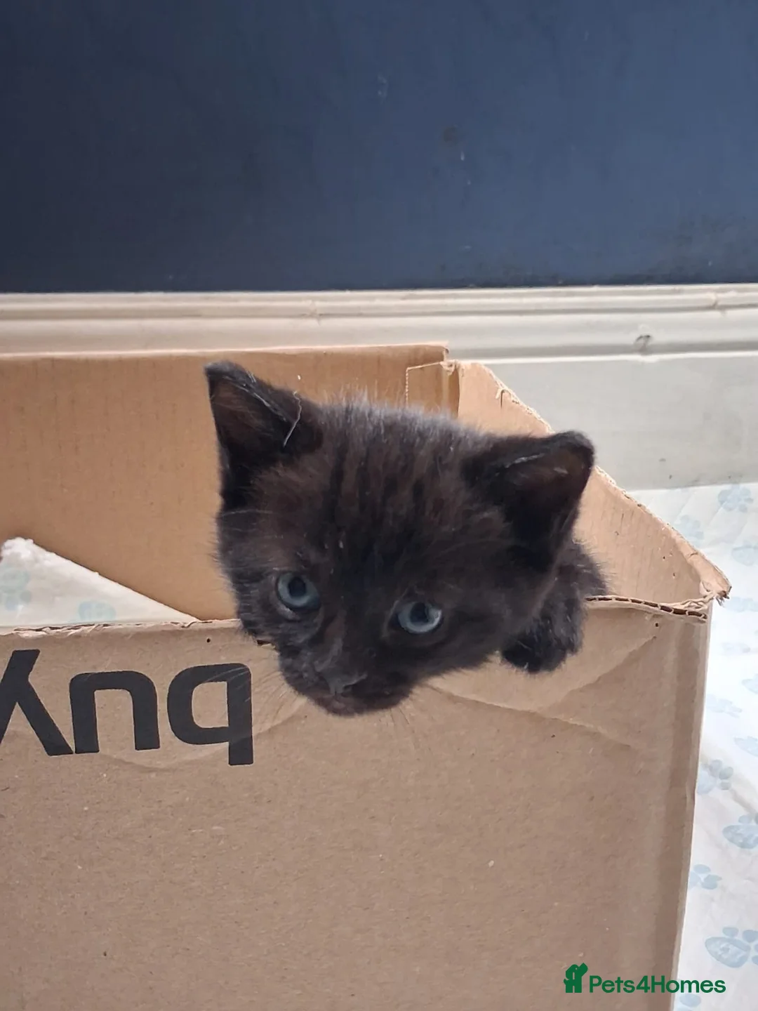 Domestic Shorthair cats for sale: Gorgeous kittens in Stoke-on-Trent - Advert 1