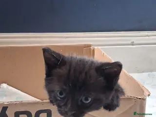 Domestic Shorthair cats Gorgeous kittens - Advert 7