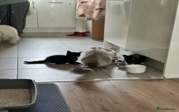 Mixed Breed cats for sale: Ragdoll x breed - Image 16