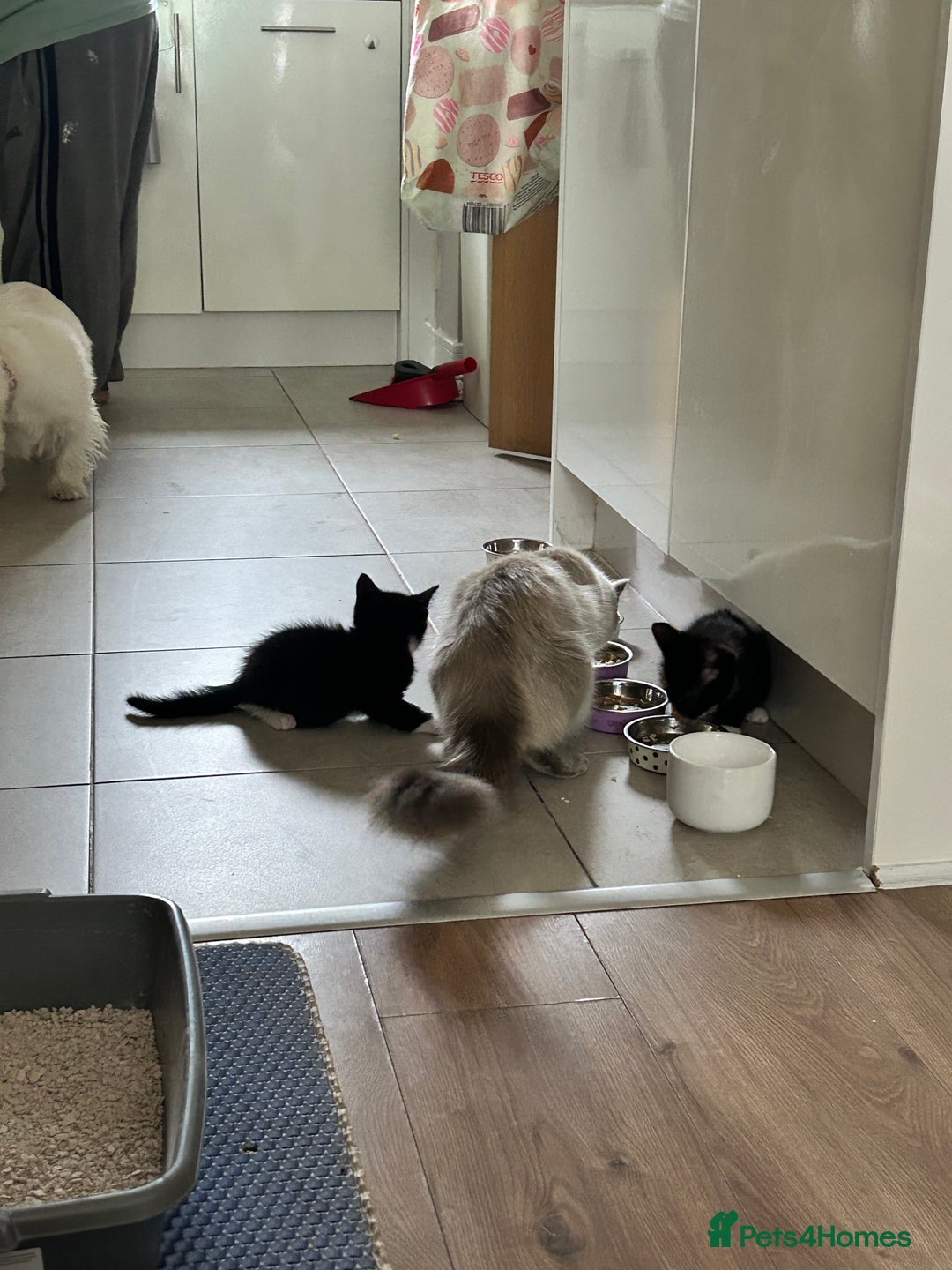 Mixed Breed cats for sale: Ragdoll x breed - Image 16