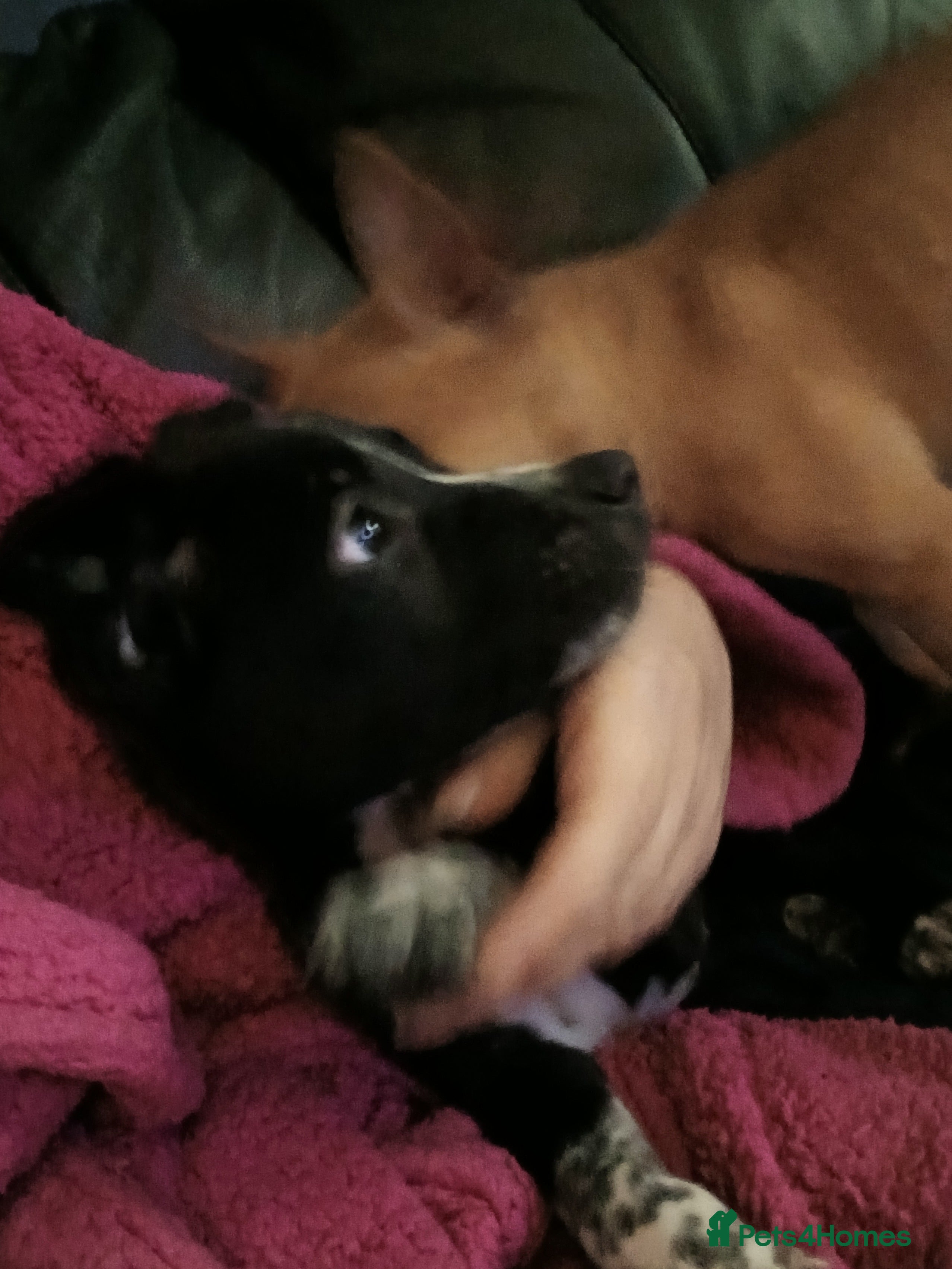 Mixed Breed dogs 2 female mal x  - Advert 1