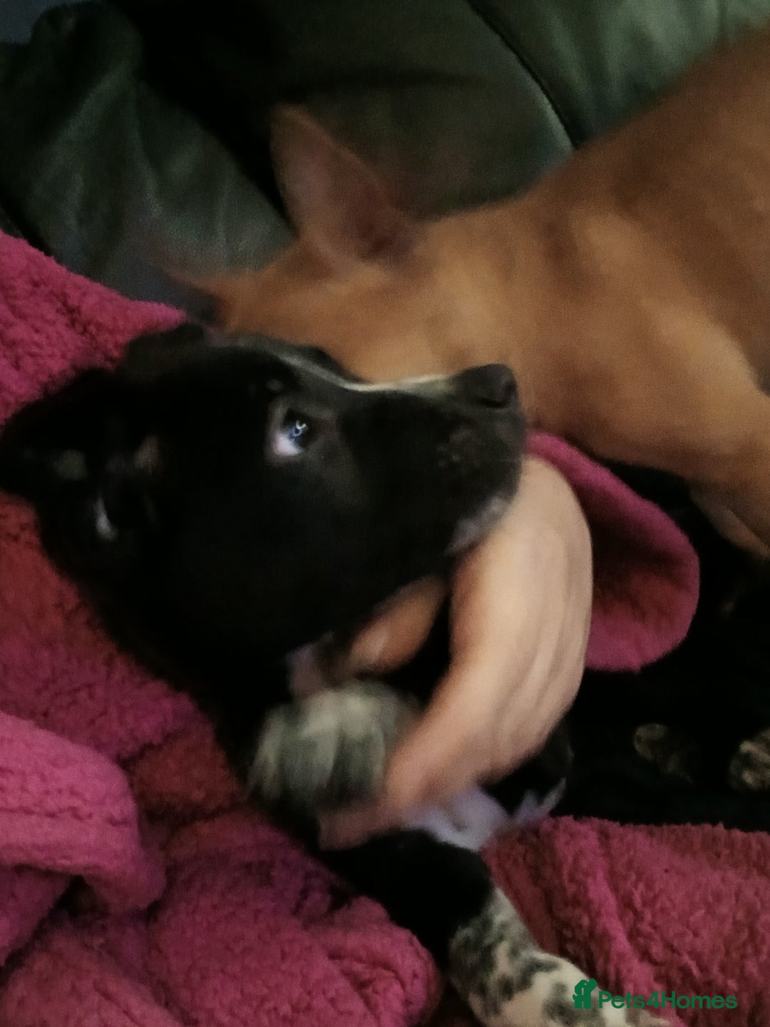 Mixed Breed dogs for sale: 2 female mal x  - Advert 1