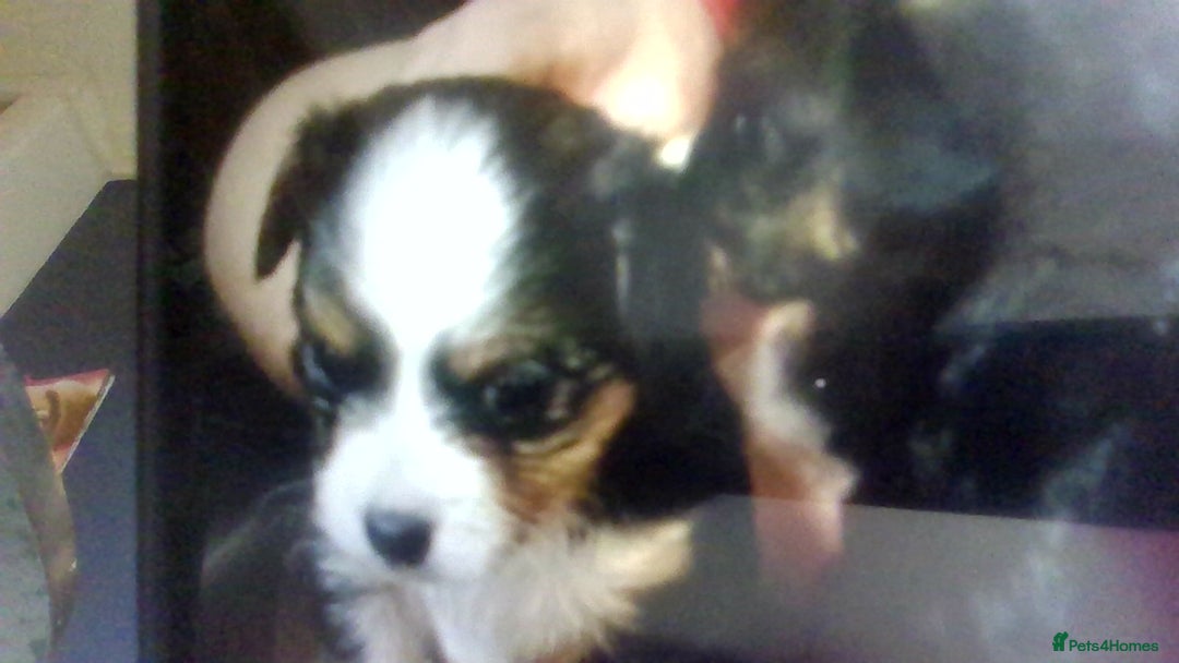 Mixed Breed dogs for sale: pom chi x  - Image 3