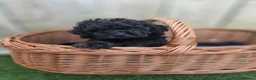 Cockapoo dogs for sale: GORGEOUS AMERICAN COCKAPOO PUPPIES FOR SALE 🐾 - Advert 3