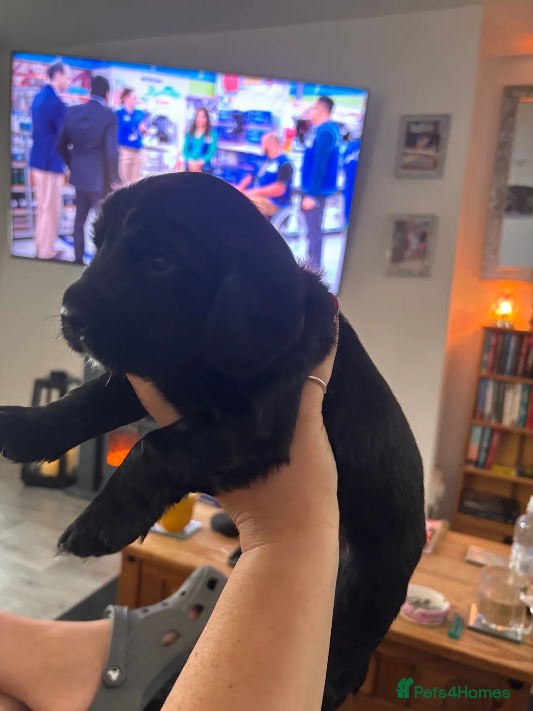 Cocker Spaniel dogs for sale: Working cocker spaniel puppies  - Advert 18