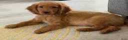 Mixed Breed dogs for sale: 12 week puppy in Clacton-on-Sea - Advert 5