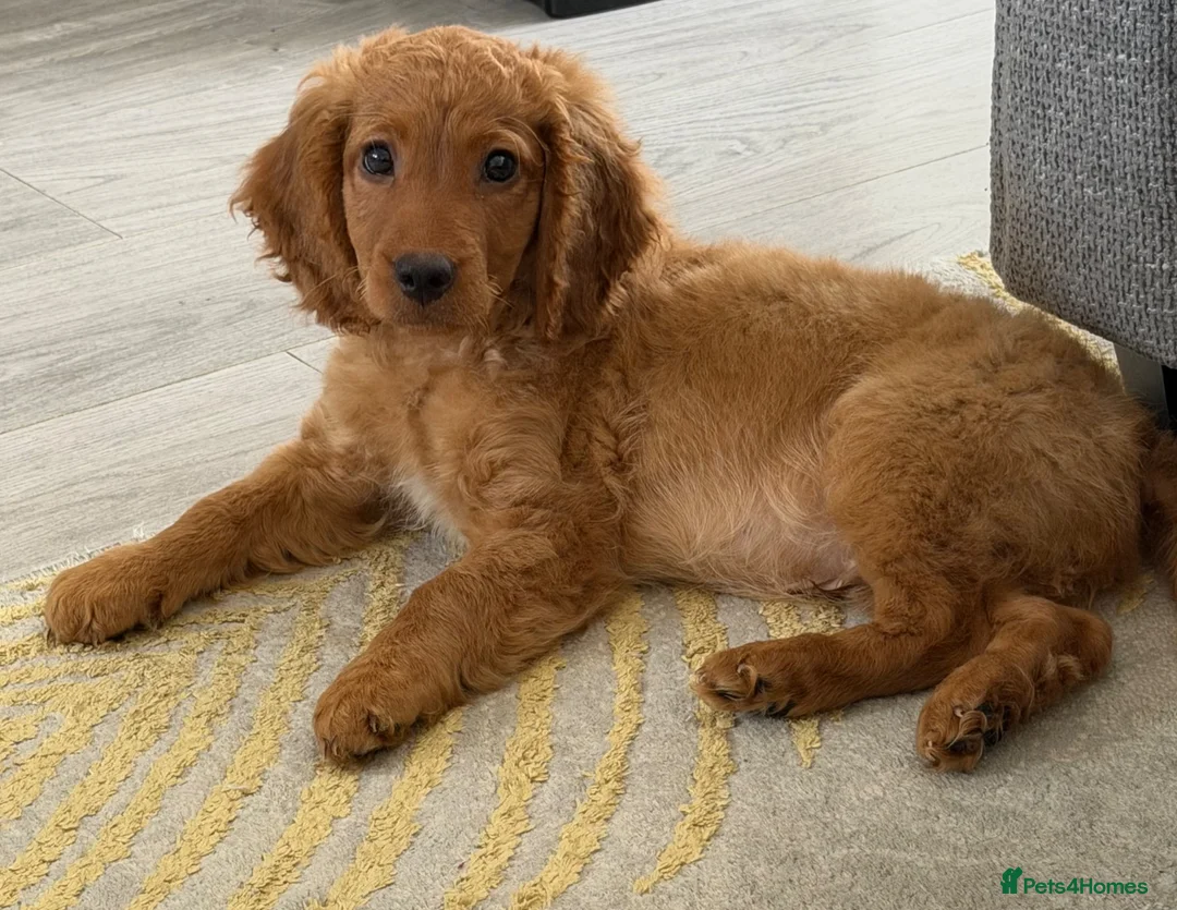 Mixed Breed dogs for sale: 12 week puppy in Clacton-on-Sea - Advert 5