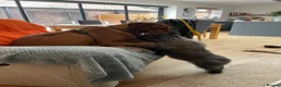 Rhodesian Ridgeback dogs for stud: Beautiful Rhodesian Ridgeback to Stud  in Lightwater - Advert 6