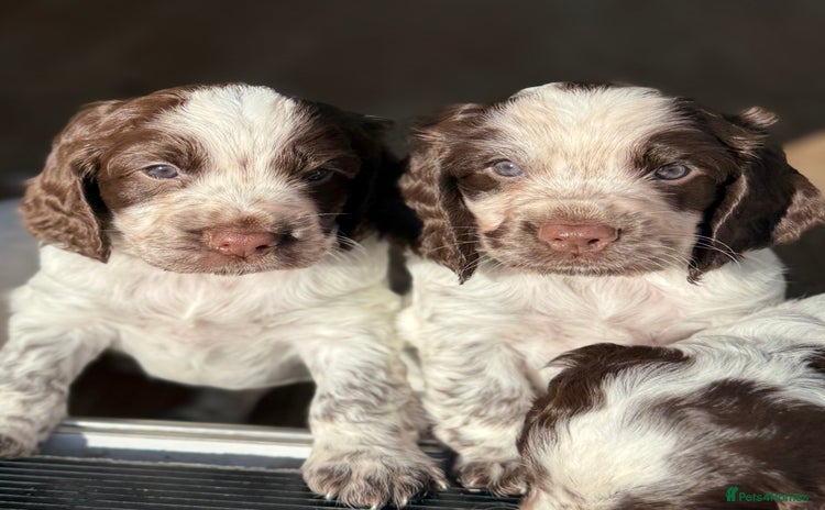 Cocker Spaniel dogs - Advert 1