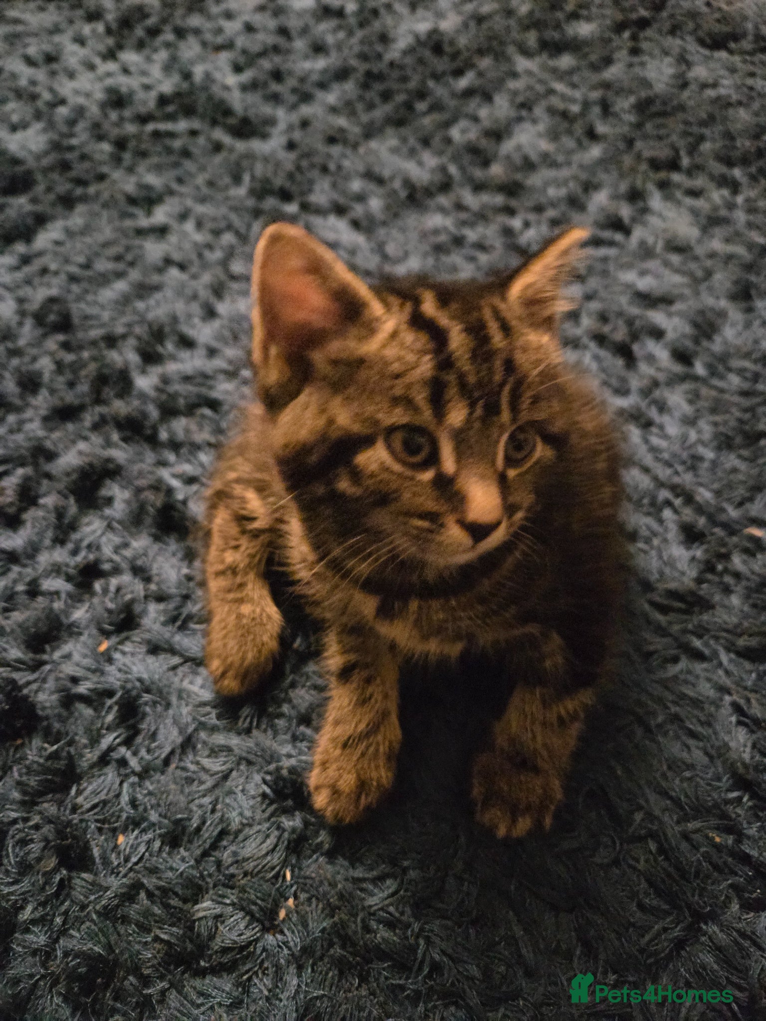 Mixed Breed cats Tabby female kitten - Advert 1