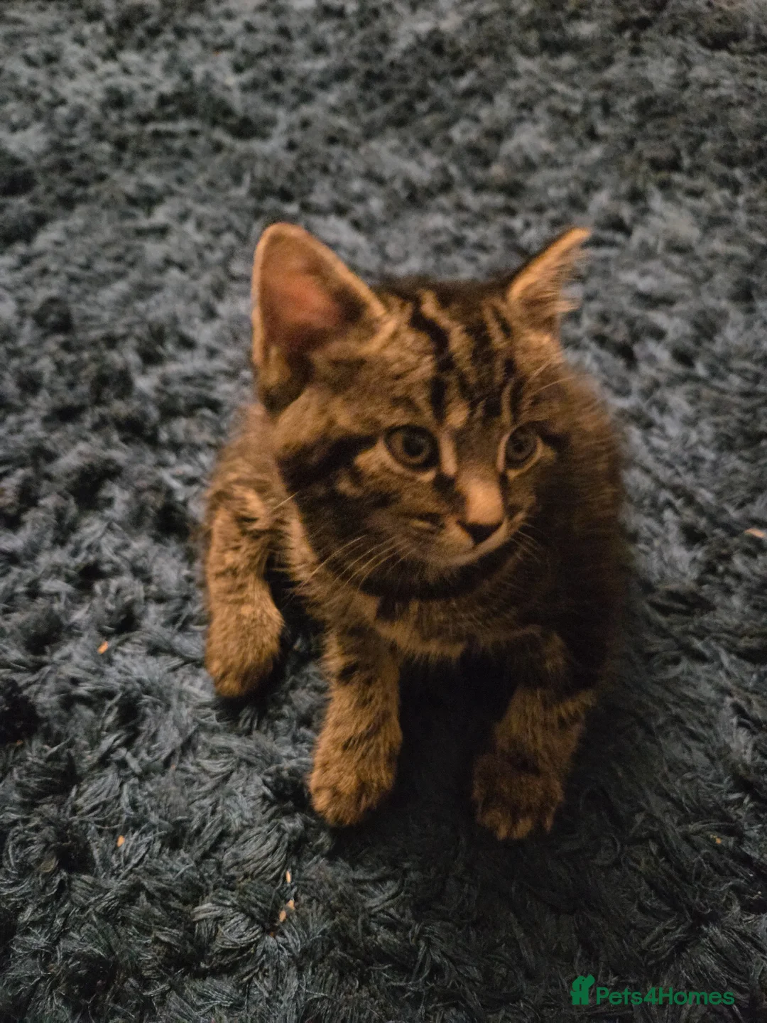 Mixed Breed cats for sale: Tabby female kitten in Colchester - Advert 1