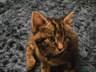 Mixed Breed cats Tabby female kitten - Advert 1