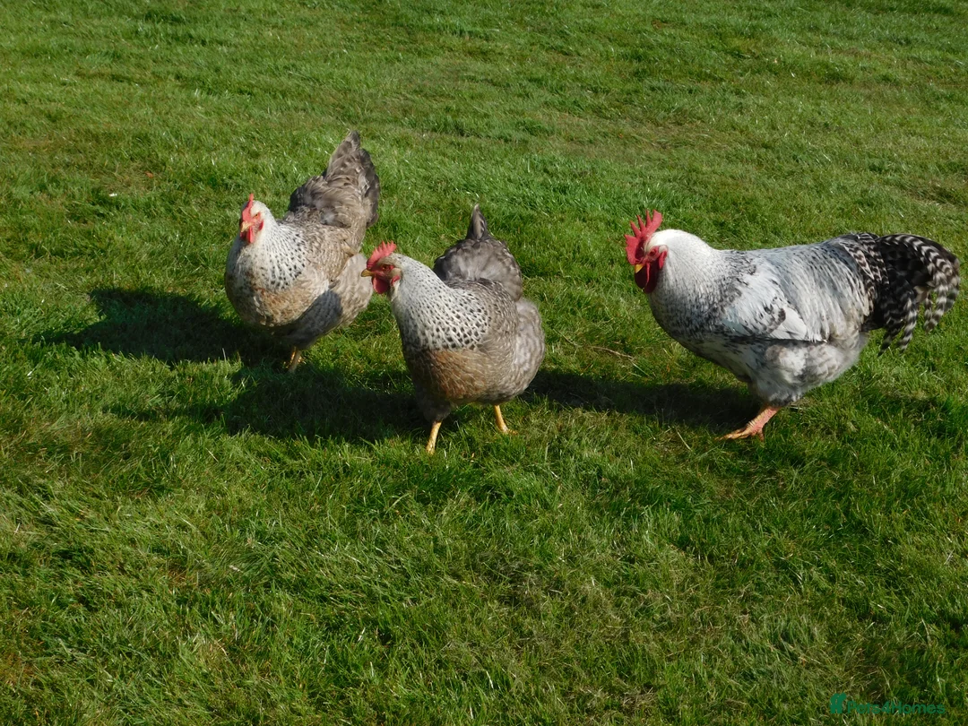 Chickens poultry for sale: Silver Bielefelder Hatching Eggs x 6 - Advert 1