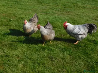 Chickens poultry Silver Bielefelder Hatching Eggs x 6 - Advert 5