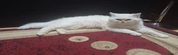 Persian cats for sale: Chinchilla Persian Male Cat For Sale - Advert 2