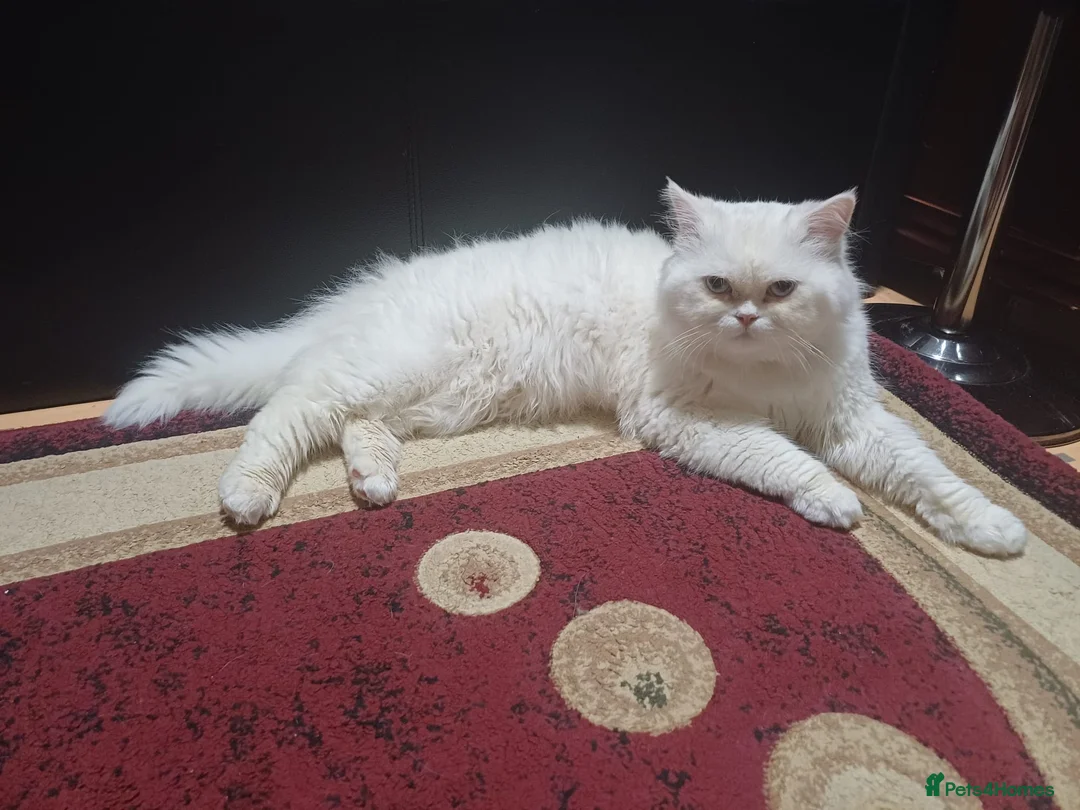 Persian cats for sale: Chinchilla Persian Male Cat For Sale - Advert 2