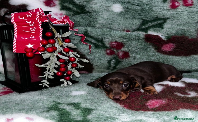 Miniature Dachshund dogs Miniature Smooth Dachshund Puppies  - Advert 14